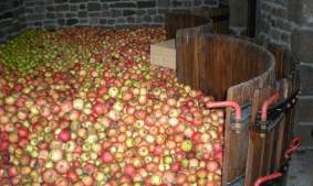 Mûrissement des Pommes