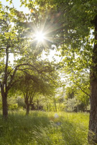Verger sous le soleil de l'été